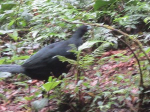 Monteverde 10      